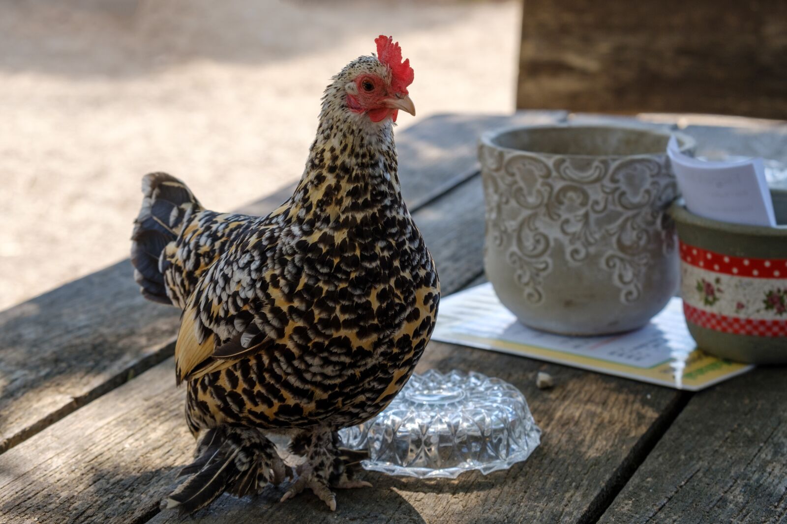 Fujifilm X-T2 sample photo. Hahn, chicken, table photography