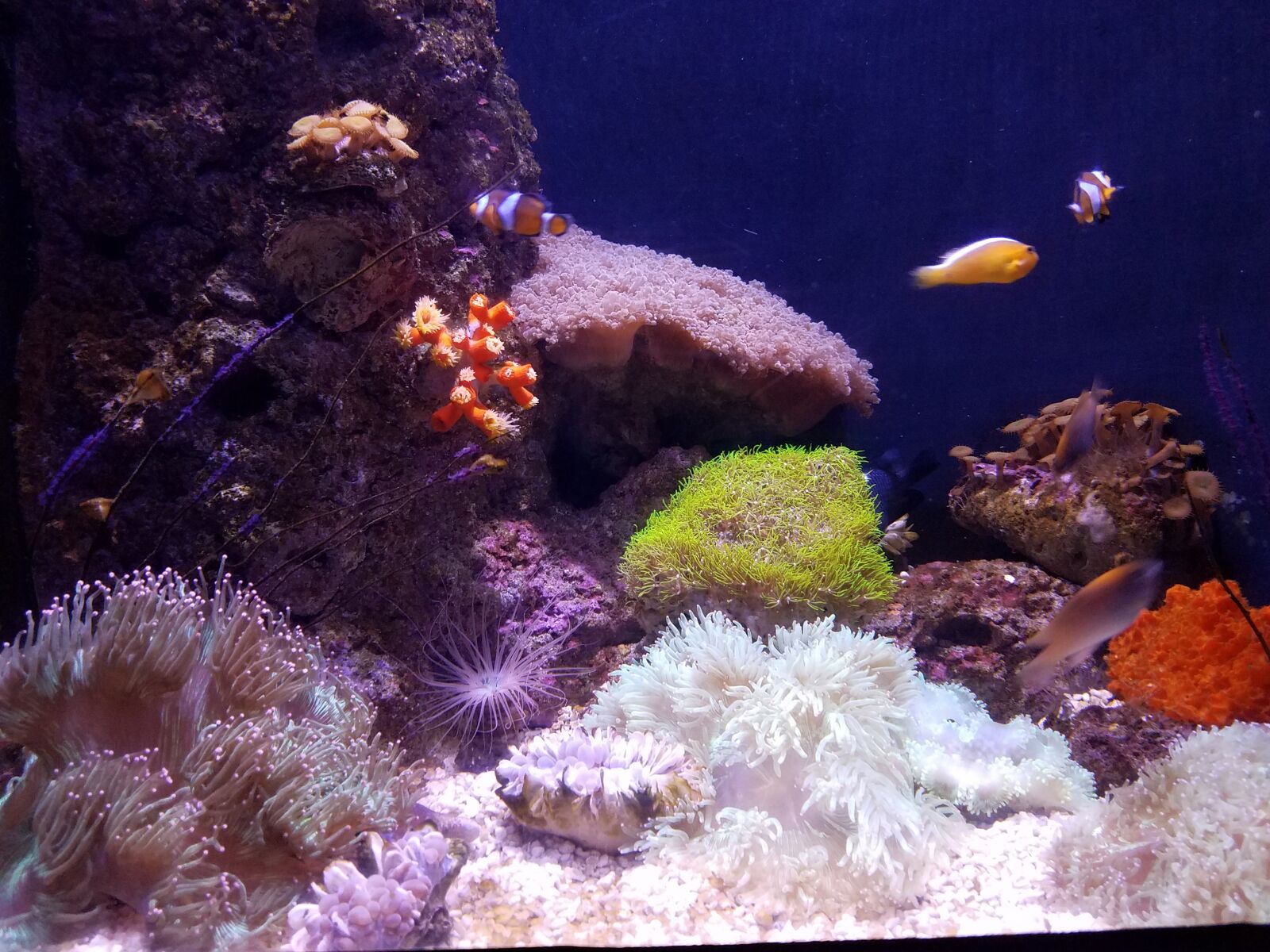 Samsung Galaxy S7 Edge sample photo. Aquarium, marine, harbour photography