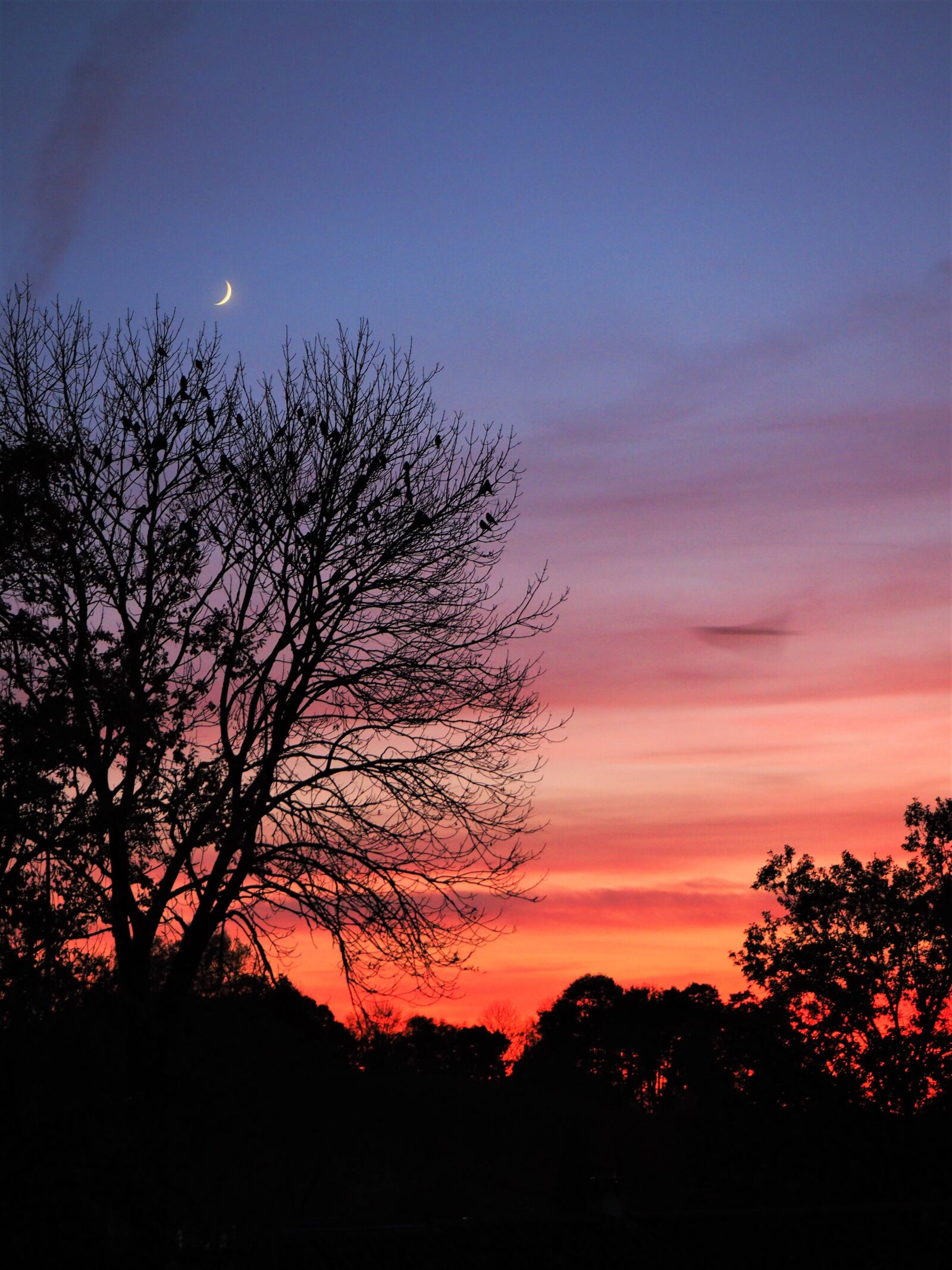 Olympus OM-D E-M10 II sample photo. Evening, moon, tree photography