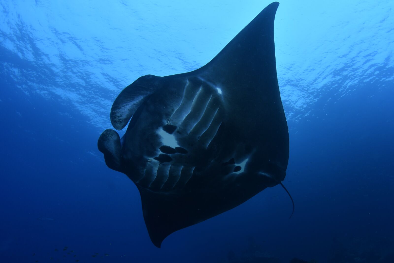 Nikon D500 sample photo. Fish, scuba diving, underwater photography