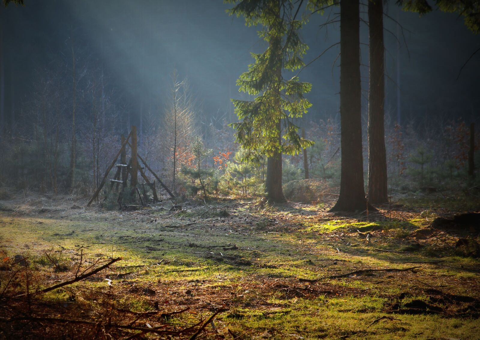 Canon EOS 6D sample photo. Mati, tree, nature photography