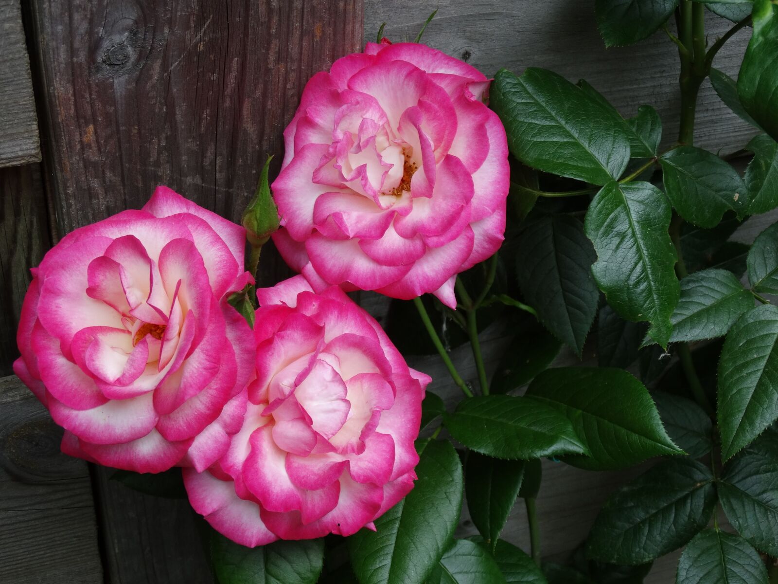 Sony Cyber-shot DSC-HX300 sample photo. Roses, garden, summer photography