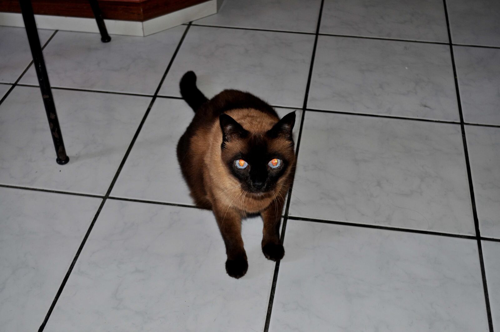 Nikon D5000 sample photo. Black, cat, looking photography