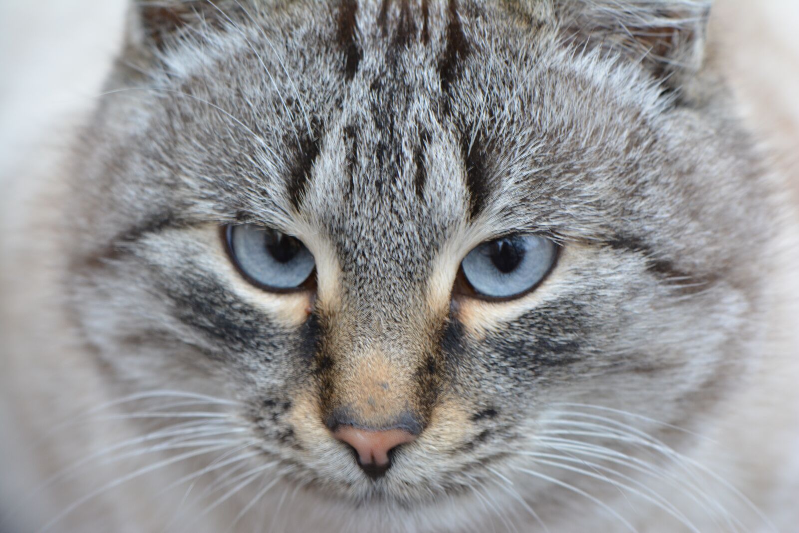 Nikon D5200 sample photo. Cat, animal, eyes photography