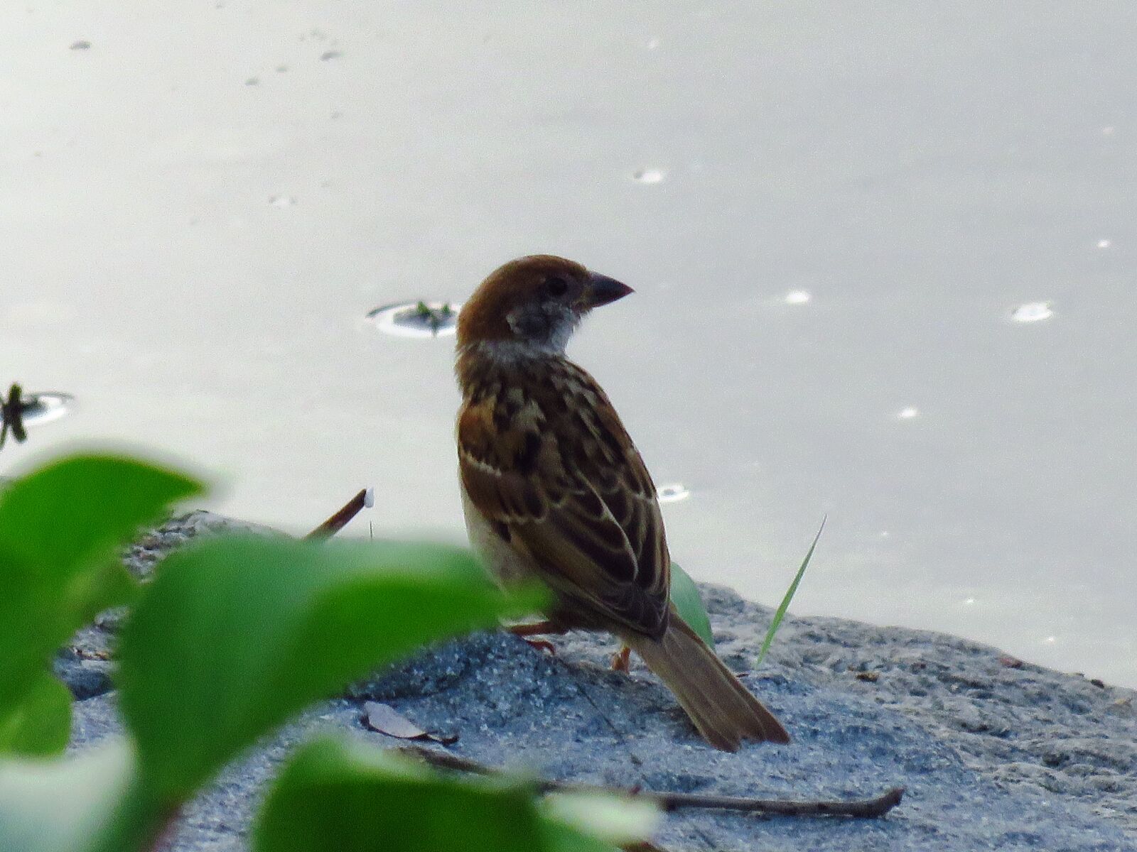 Canon PowerShot SX60 HS sample photo