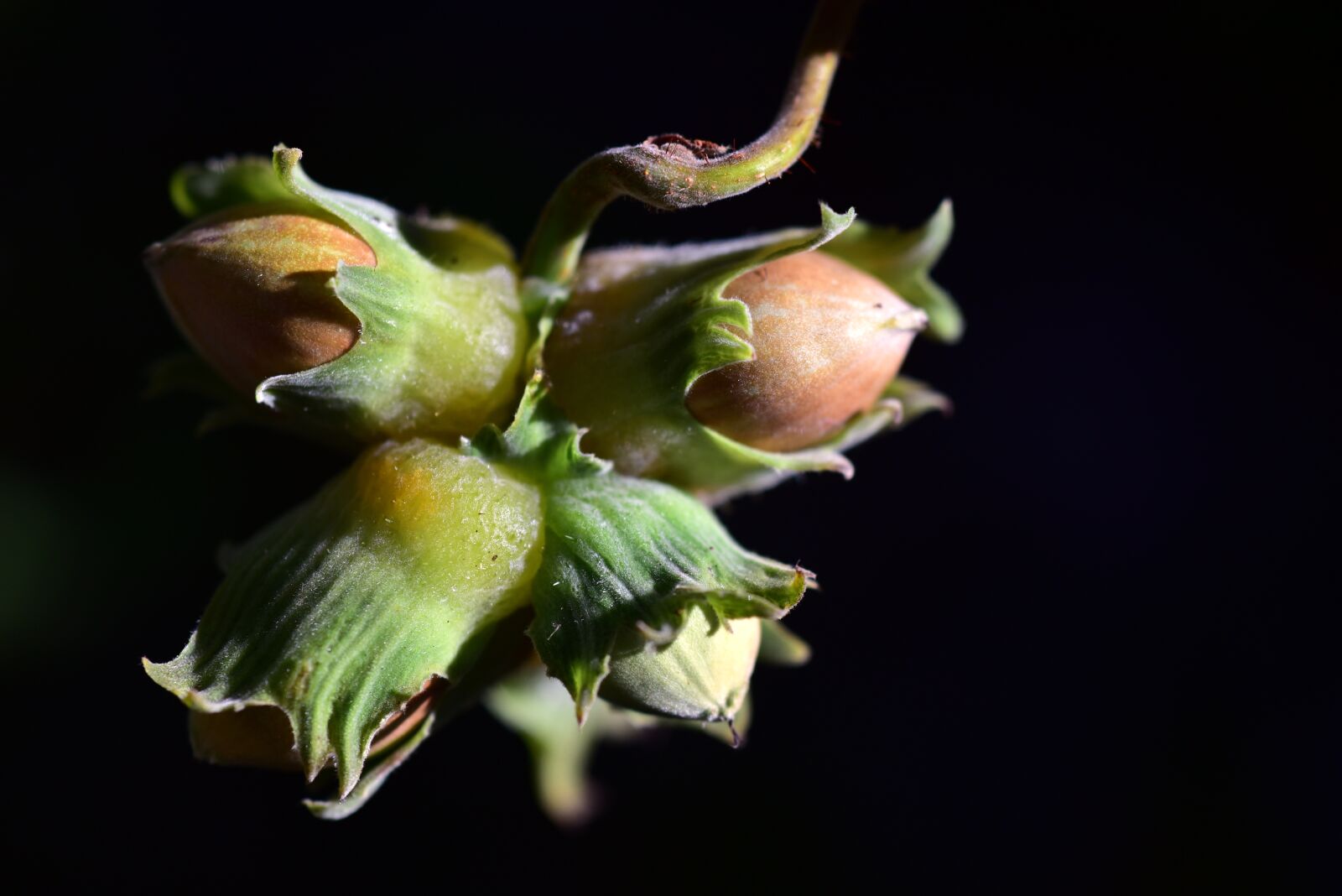 Nikon D750 sample photo. Nut, hazelnut, food photography
