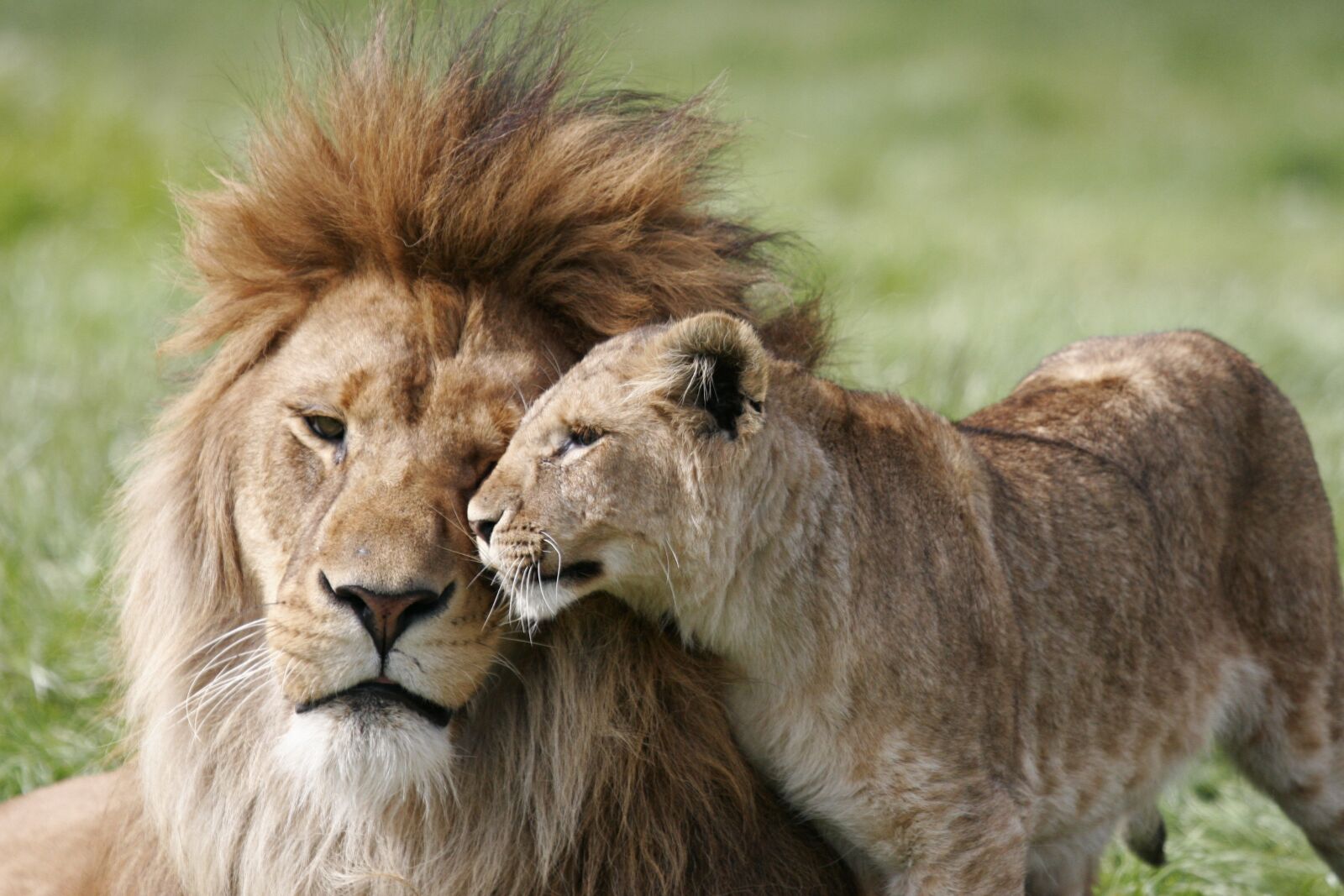 Canon EOS 20D sample photo. Lion, lioness, couple photography