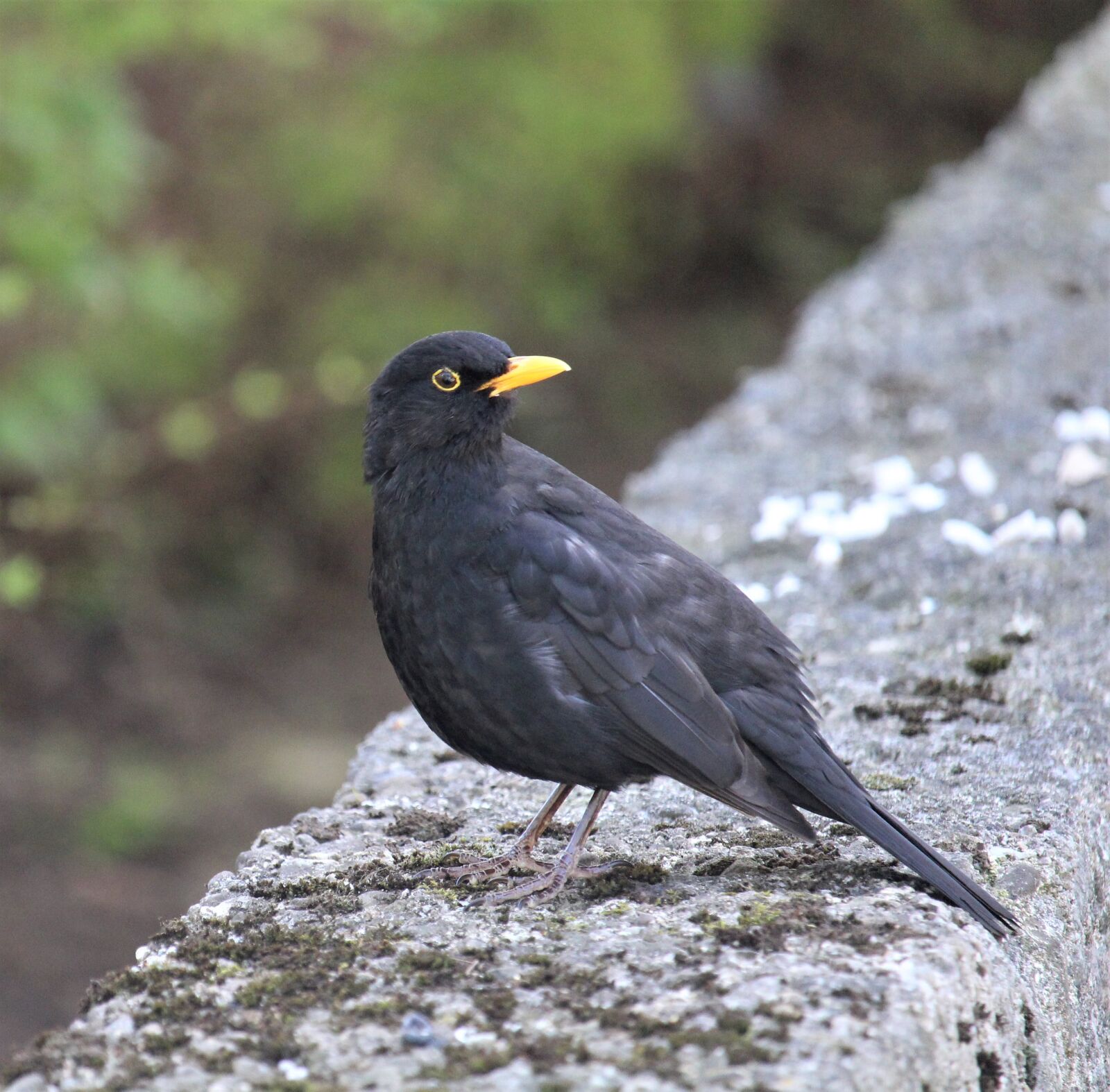 Canon EF-S 55-250mm F4-5.6 IS STM sample photo. Bird, animal world, nature photography