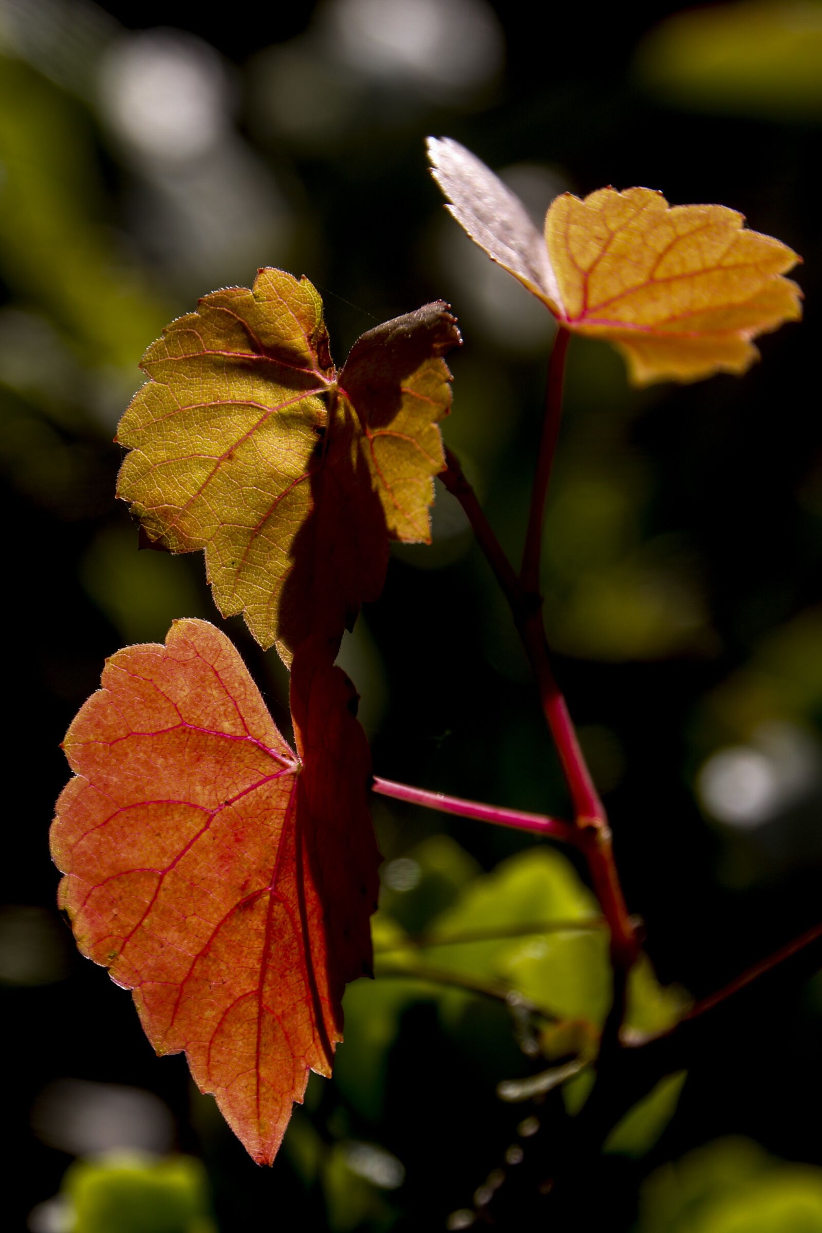 Canon EOS 70D sample photo. Autumn leaves, autumn, leaves photography