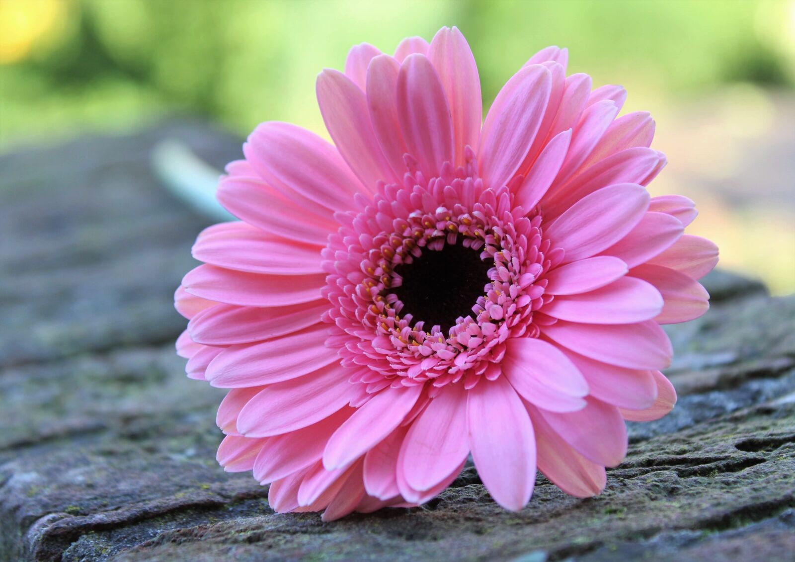 Canon EOS 2000D (EOS Rebel T7 / EOS Kiss X90 / EOS 1500D) sample photo. Gerbera, pink, flower photography