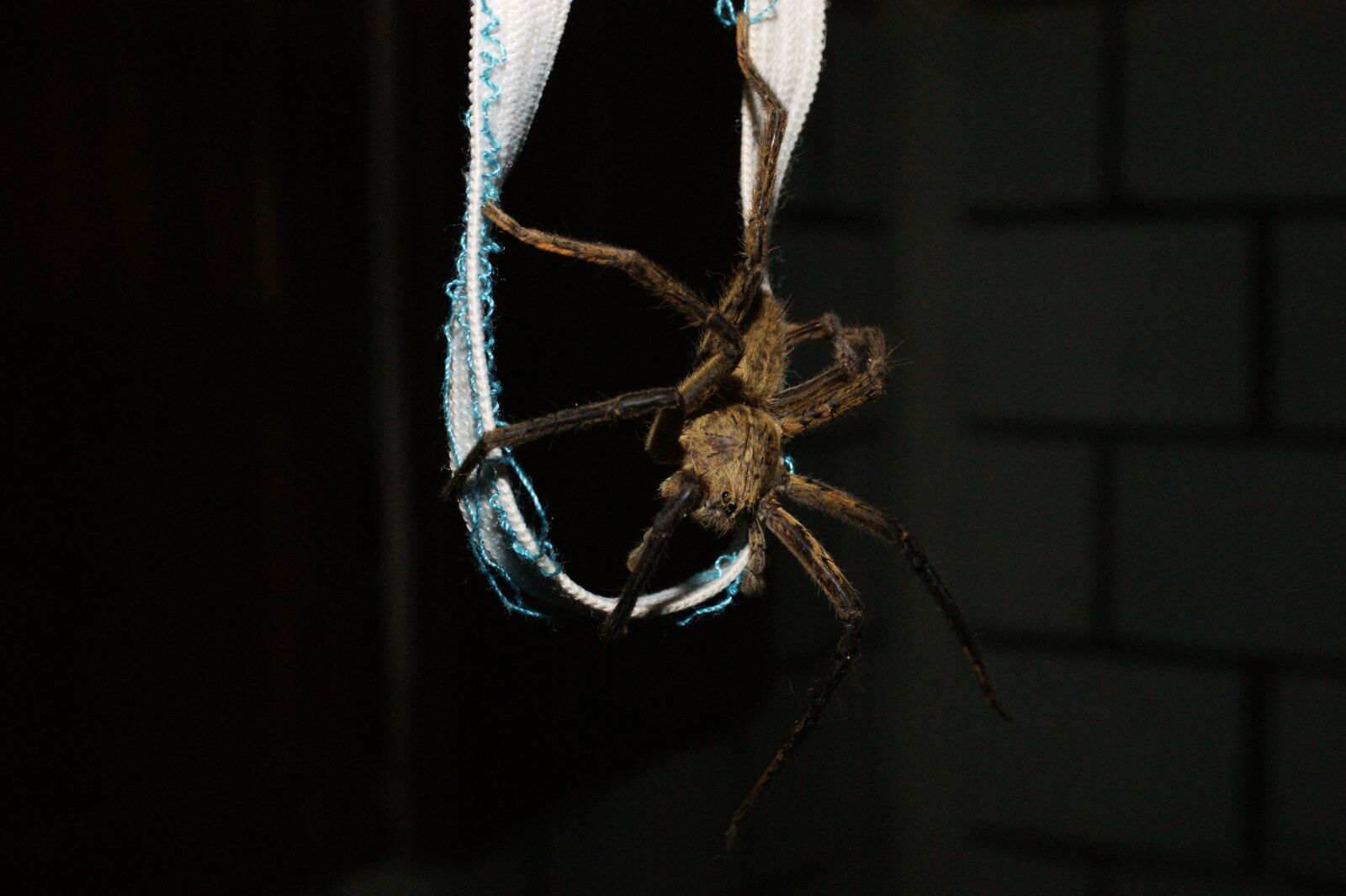Sony Alpha DSLR-A390 sample photo. Nature, saudi, risaralda photography