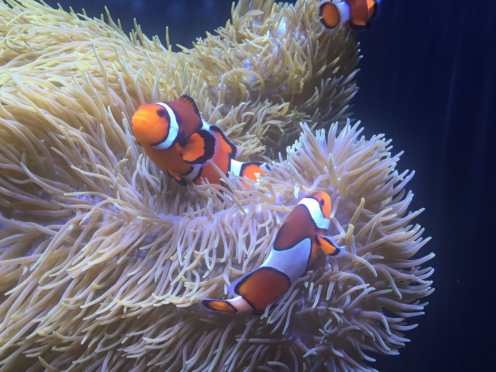 Apple iPhone 6 sample photo. Aquarium, clownfish, anemone photography