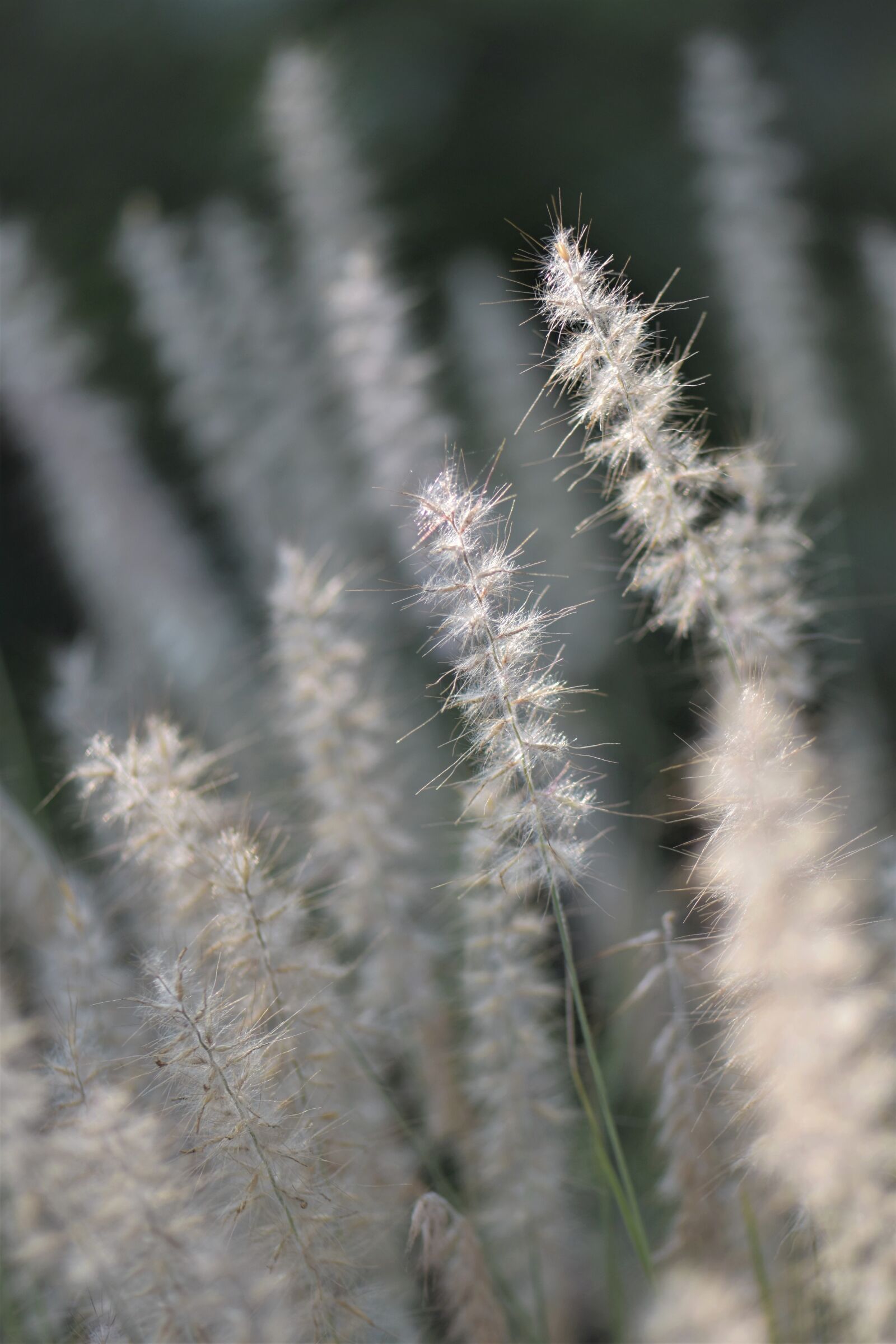 Nikon D5500 sample photo. Ornamental grasses, grasses, blade photography