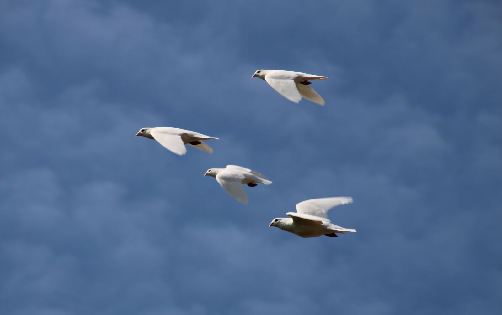 Canon EOS 2000D (EOS Rebel T7 / EOS Kiss X90 / EOS 1500D) sample photo. White doves, flying, wedding photography