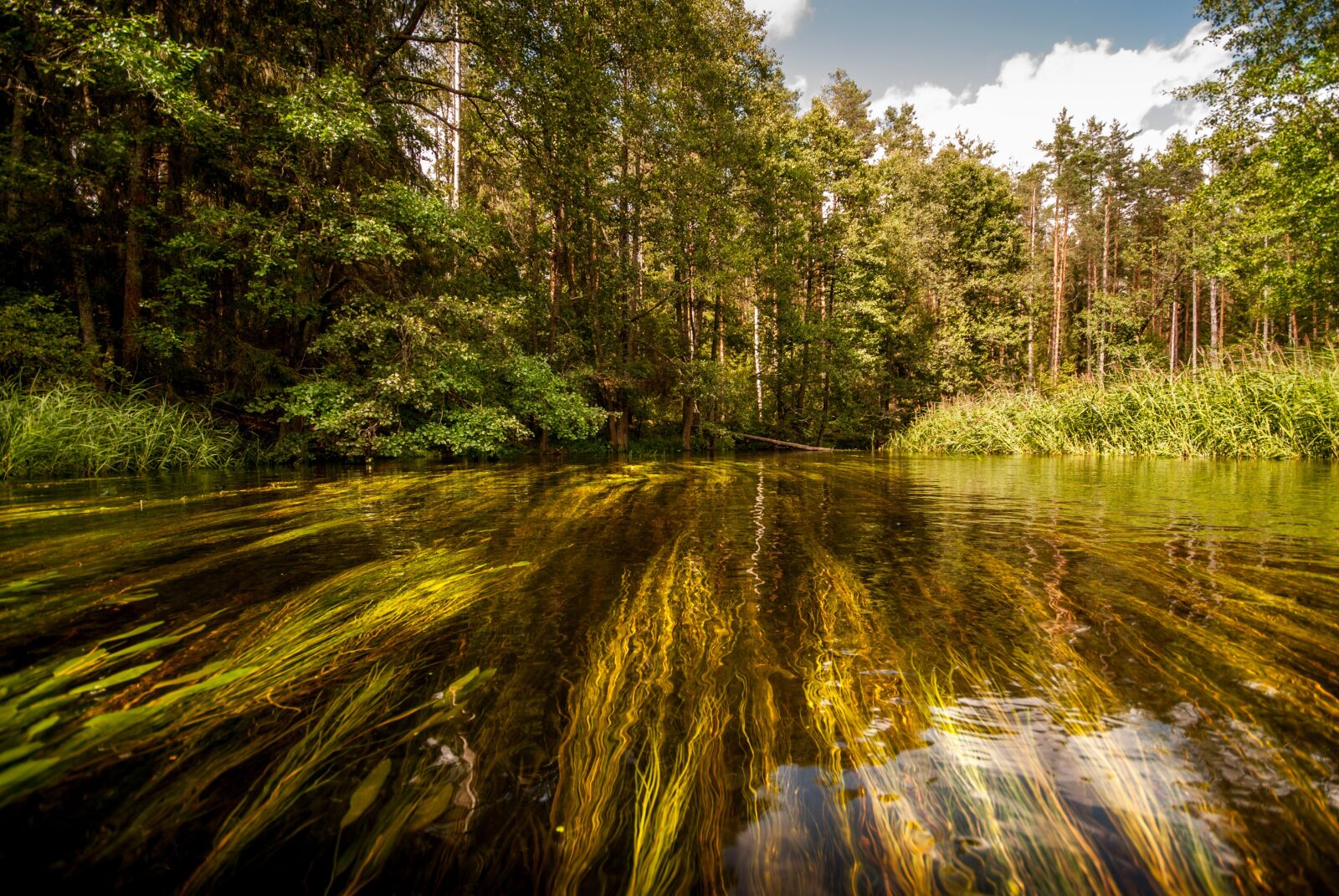 Nikon D60 sample photo. River, forest, water photography