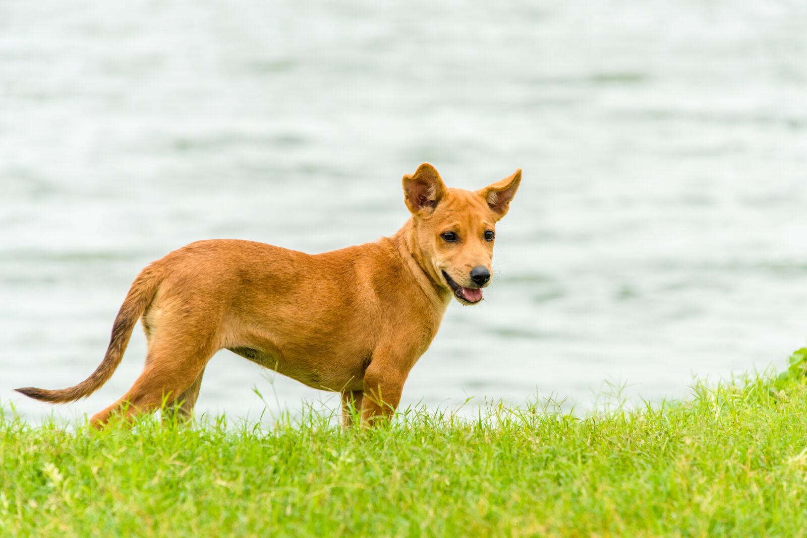 Nikon D800 sample photo. Puppy, dogs, animal photography