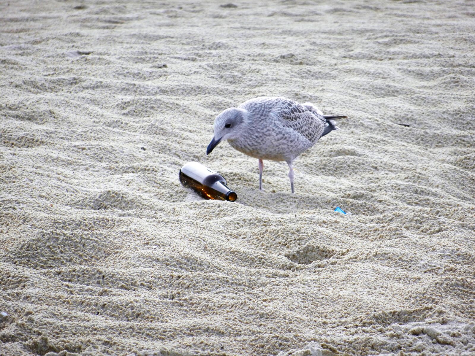 Nikon Coolpix S9100 sample photo. Seagull, the seagulls, fly photography