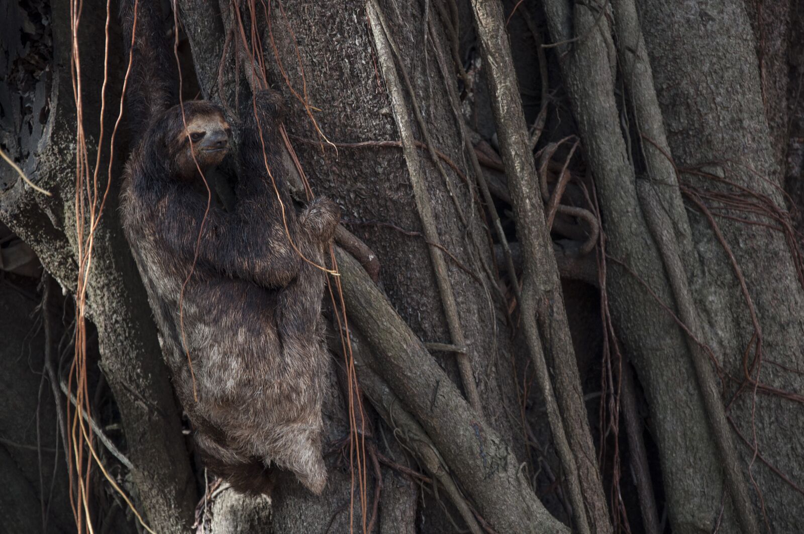 Nikon D90 sample photo. Lazy, tree, animal photography