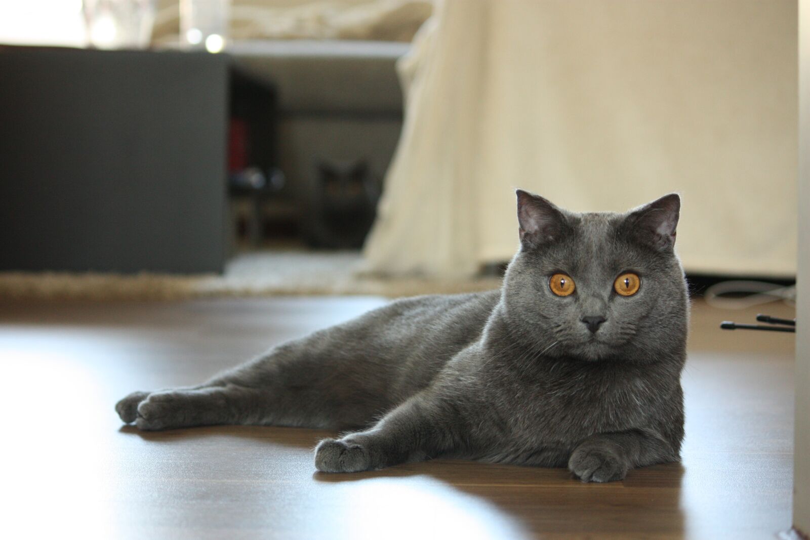 Canon EOS 450D (EOS Rebel XSi / EOS Kiss X2) sample photo. Chartreux, cat, animals photography