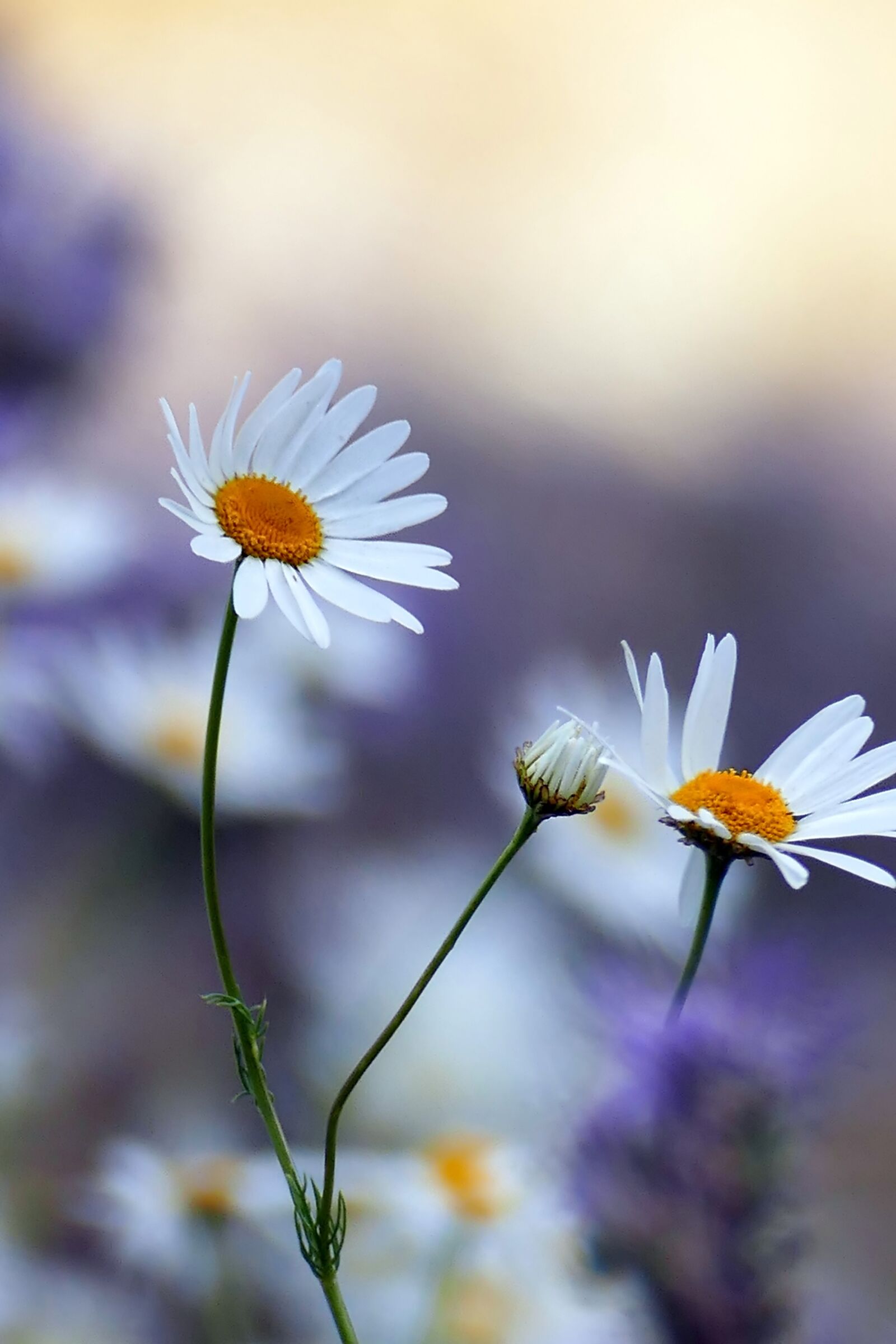 Panasonic Lumix DMC-FZ1000 sample photo. Daisies, flowers, petals photography