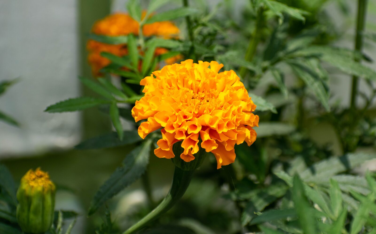 Nikon D3300 sample photo. Marigold, flowers, calendula photography