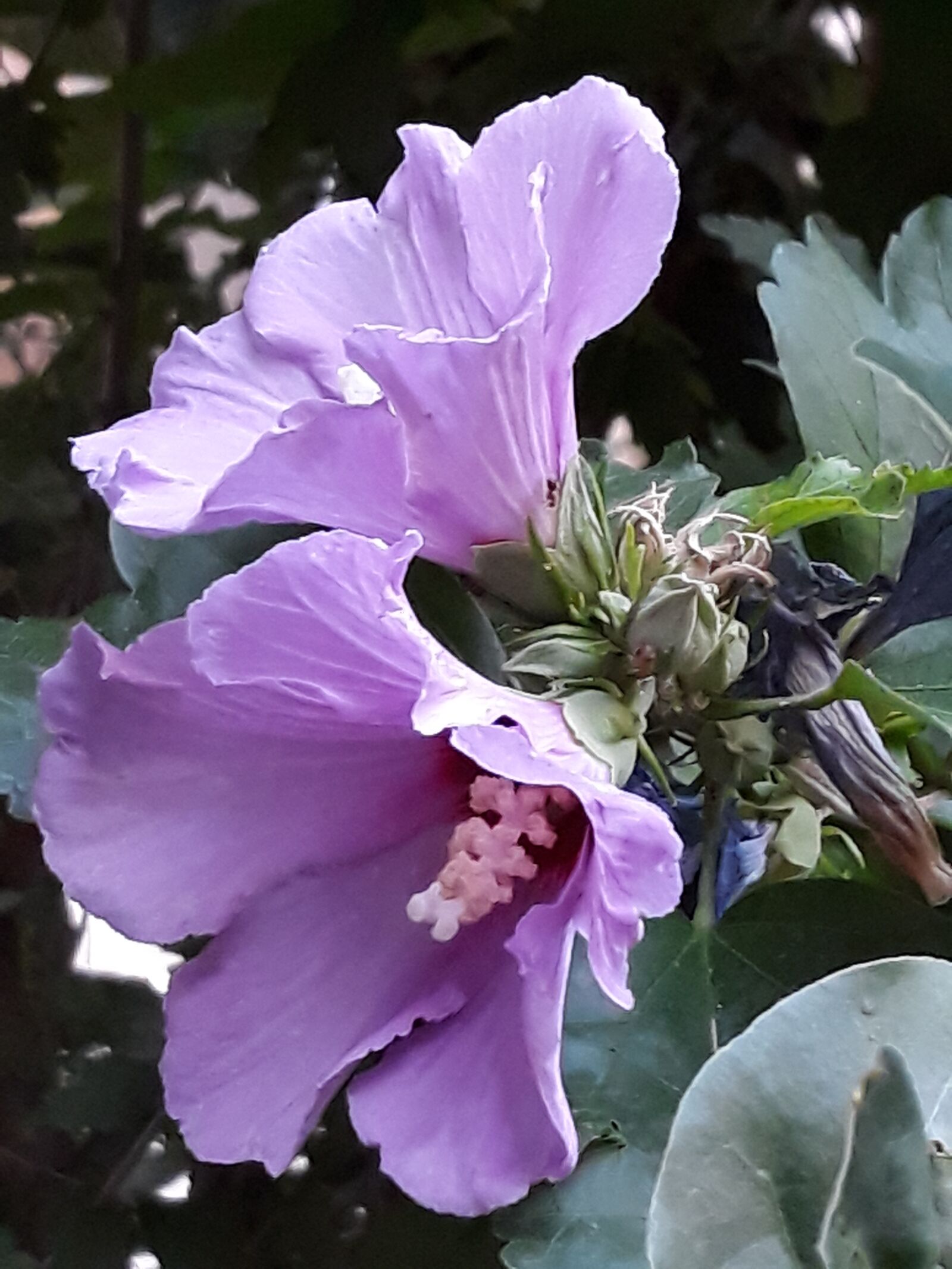 Samsung Galaxy J5 sample photo. Flower, pink, spring photography