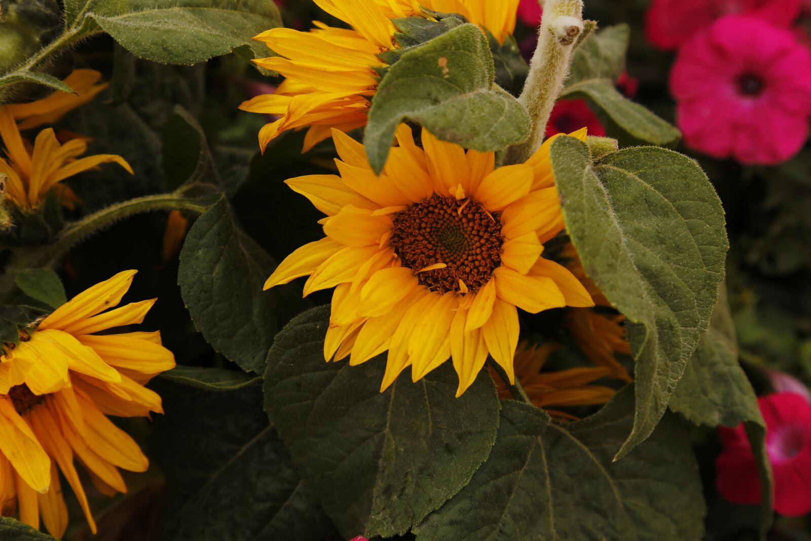 Canon EOS 6D sample photo. Sunflower, flower, sunny photography