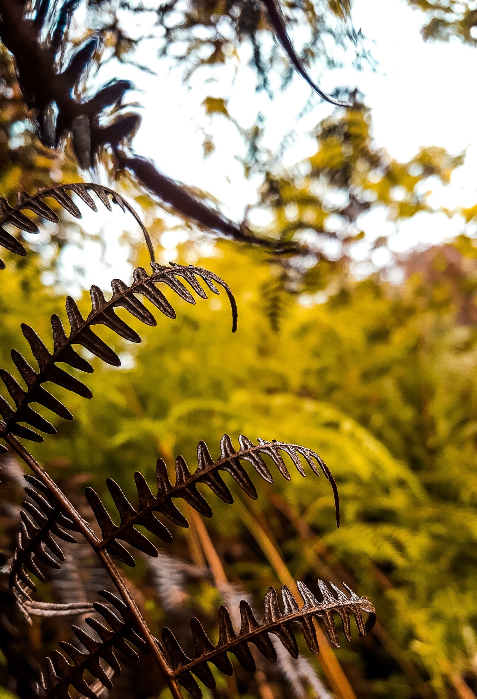 Samsung GALAXY S6 edge sample photo. Plant, leaves, nature photography