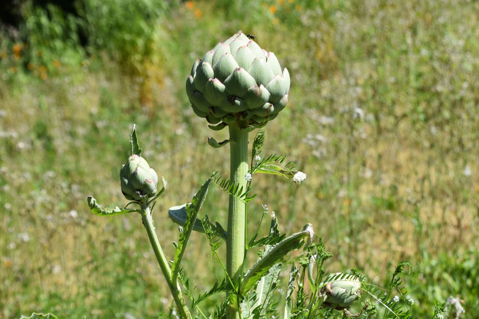 Nikon D5600 sample photo. Artichoke, plant, plant photography