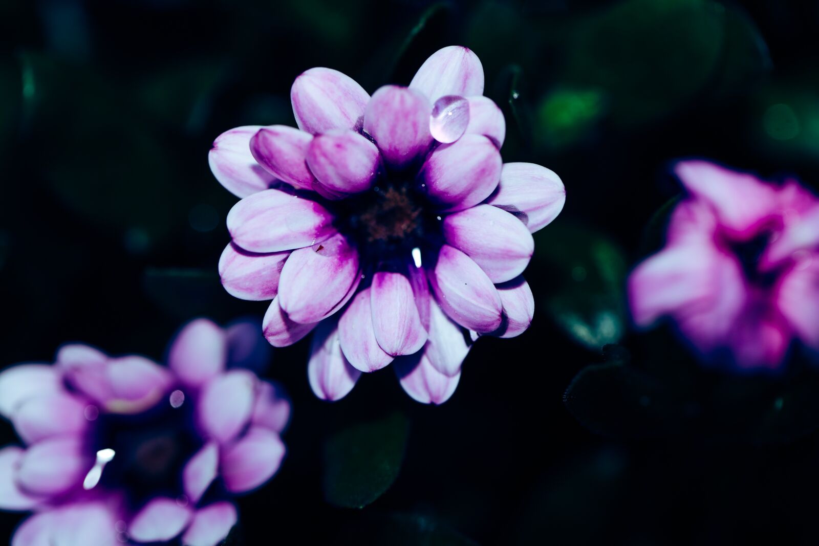 Canon EOS R sample photo. Daisy, purple, flower photography