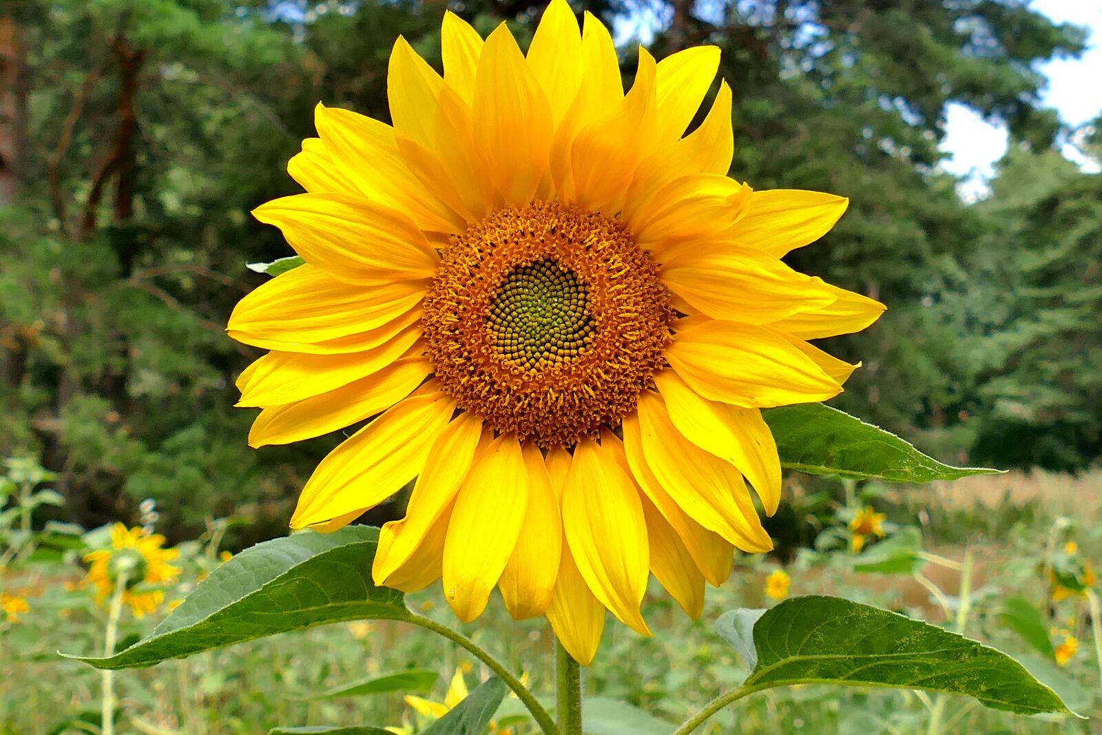 Panasonic Lumix DMC-FZ1000 sample photo. Sunflower, macro, beautiful colors photography