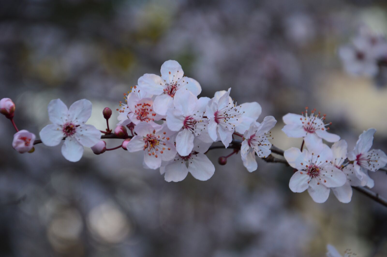 Nikon D3200 sample photo. Blossom, spring, flower photography