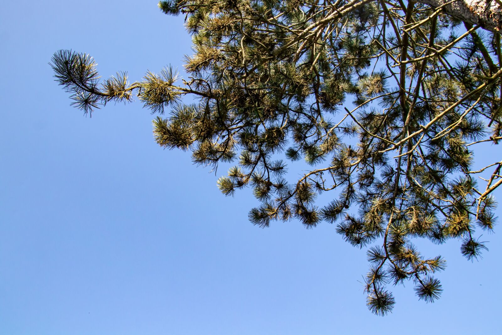 Canon EF-S 18-200mm F3.5-5.6 IS sample photo. Scots pine, forest pine photography