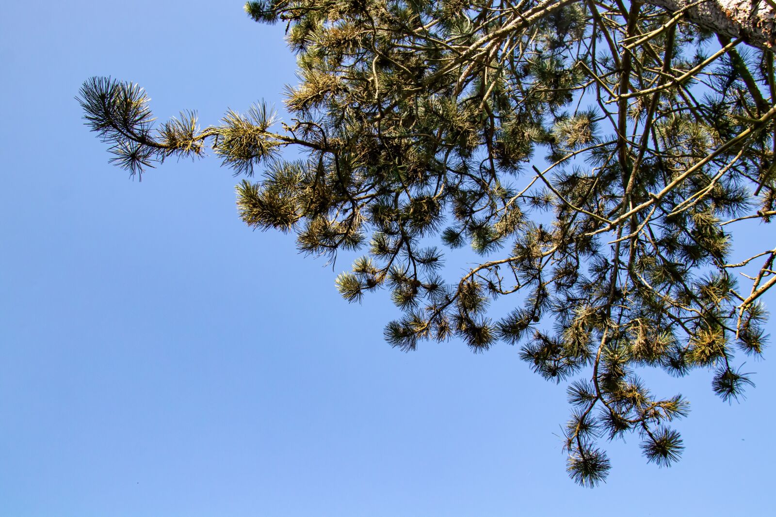 Canon EOS 80D + Canon EF-S 18-200mm F3.5-5.6 IS sample photo. Scots pine, forest pine photography