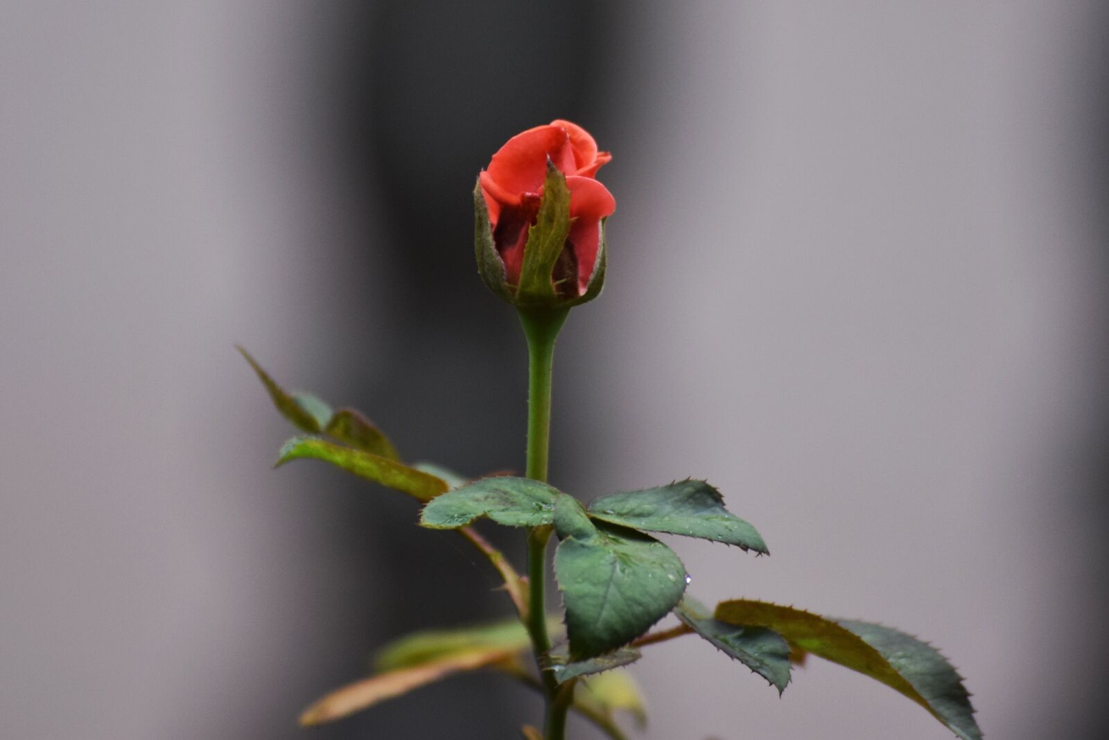 Nikon D3300 sample photo. Rose, bokeh, nature photography