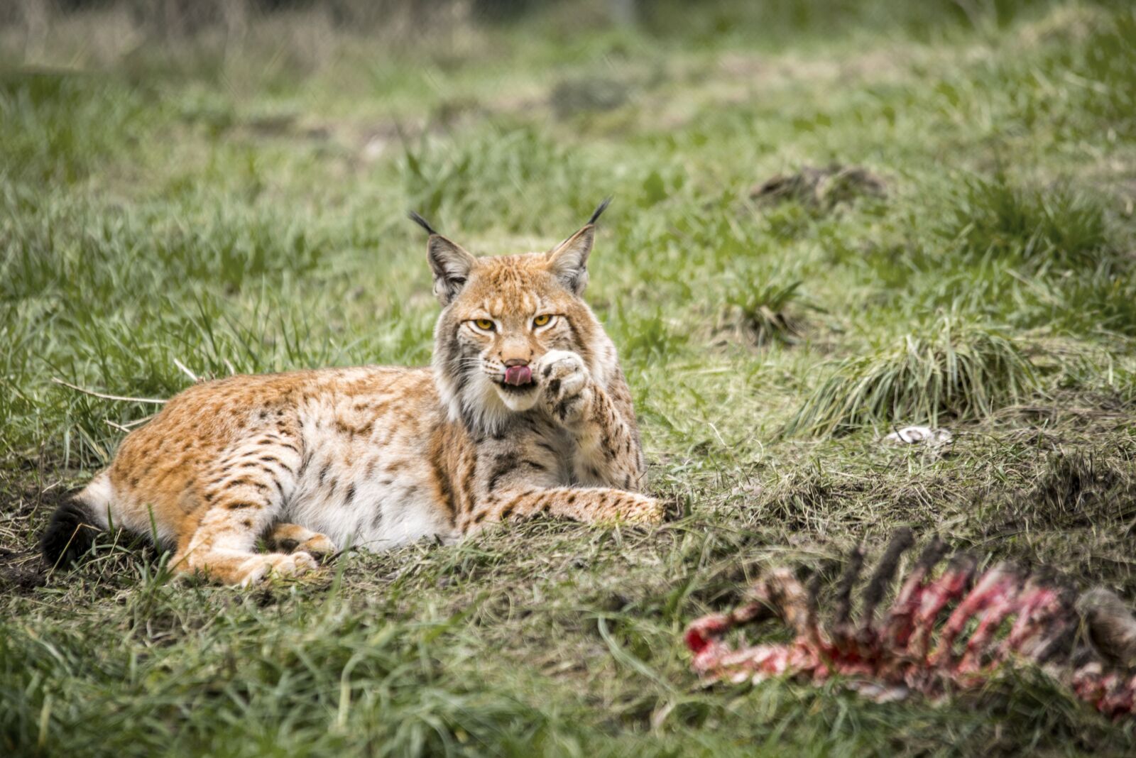 Nikon D610 sample photo. Lynx, big cat, cat photography