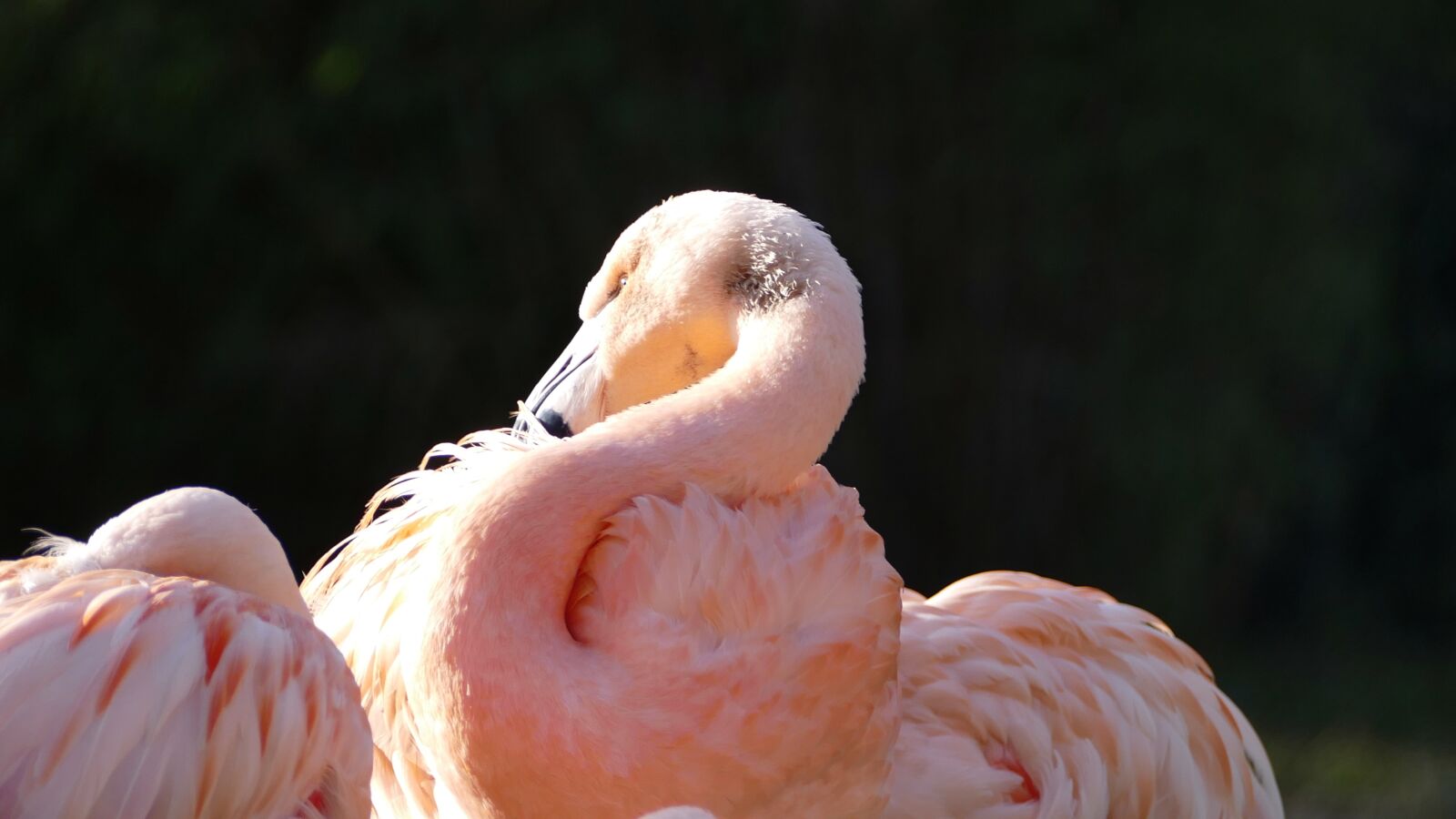 Panasonic Lumix DMC-FZ1000 sample photo. Flamingo, pink, bird photography
