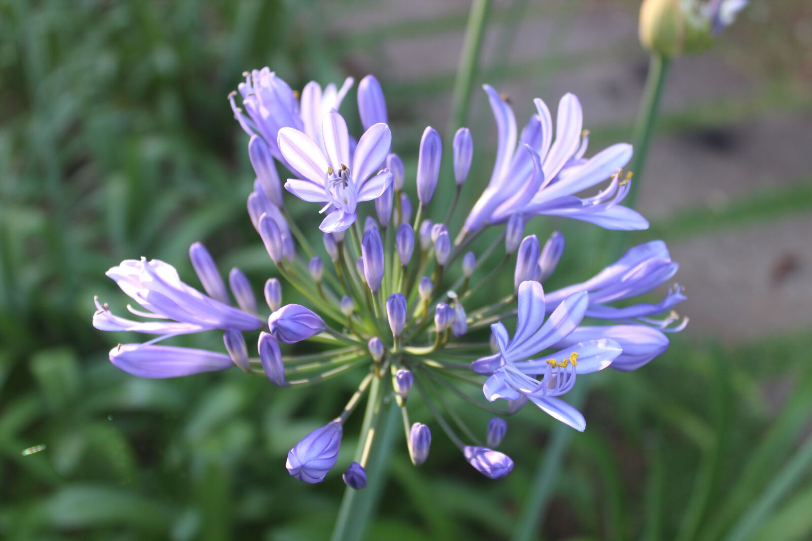 Canon EOS 1300D (EOS Rebel T6 / EOS Kiss X80) sample photo. Beautiful, flower photography