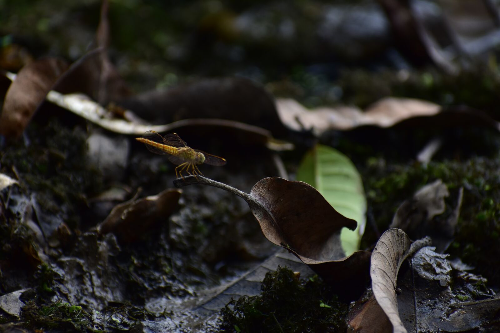 Nikon D3400 sample photo. India, wildlife, close up photography