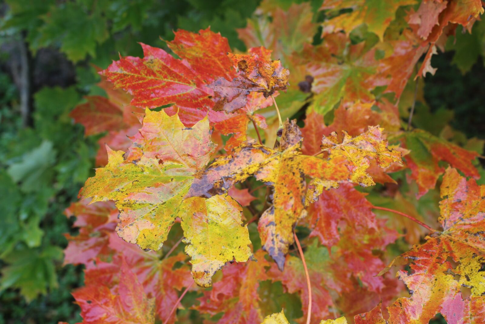 Canon EOS 600D (Rebel EOS T3i / EOS Kiss X5) sample photo. Leaves, red, autumn photography