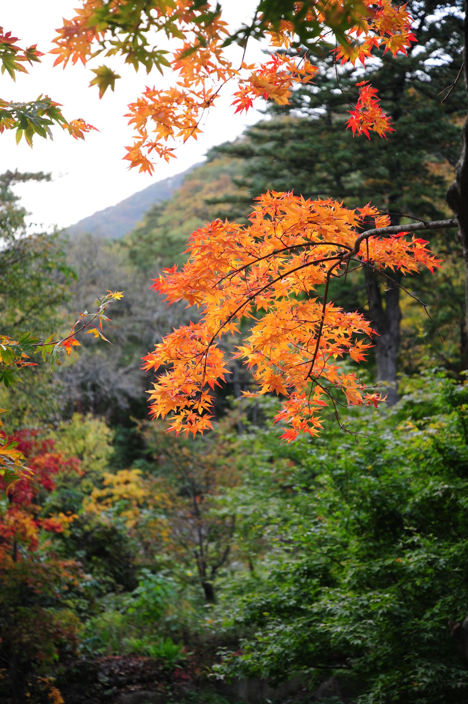 Nikon D700 sample photo. Autumn leaves, autumn colors photography