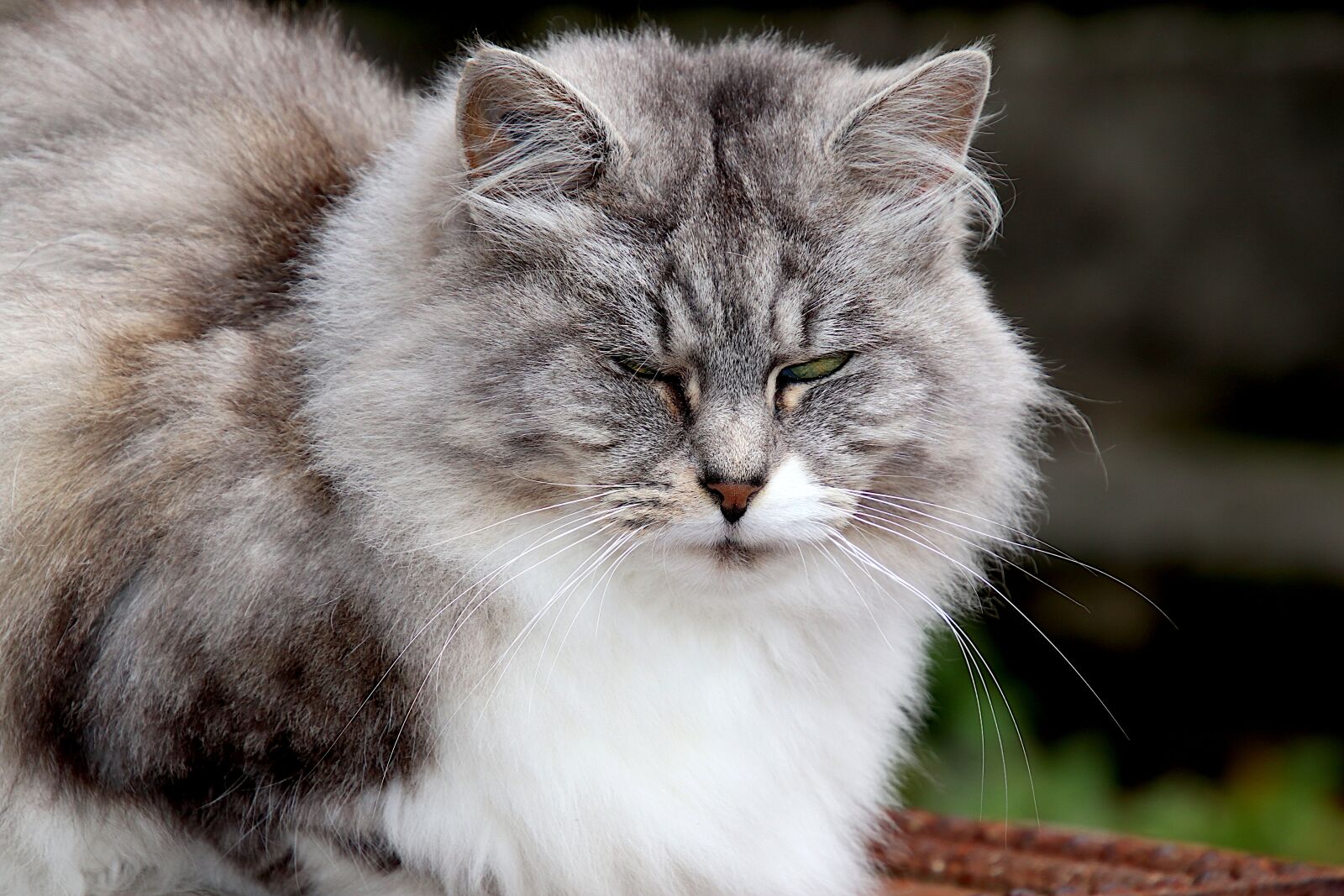 Canon EOS 800D (EOS Rebel T7i / EOS Kiss X9i) sample photo. Cats, felines, mammals photography