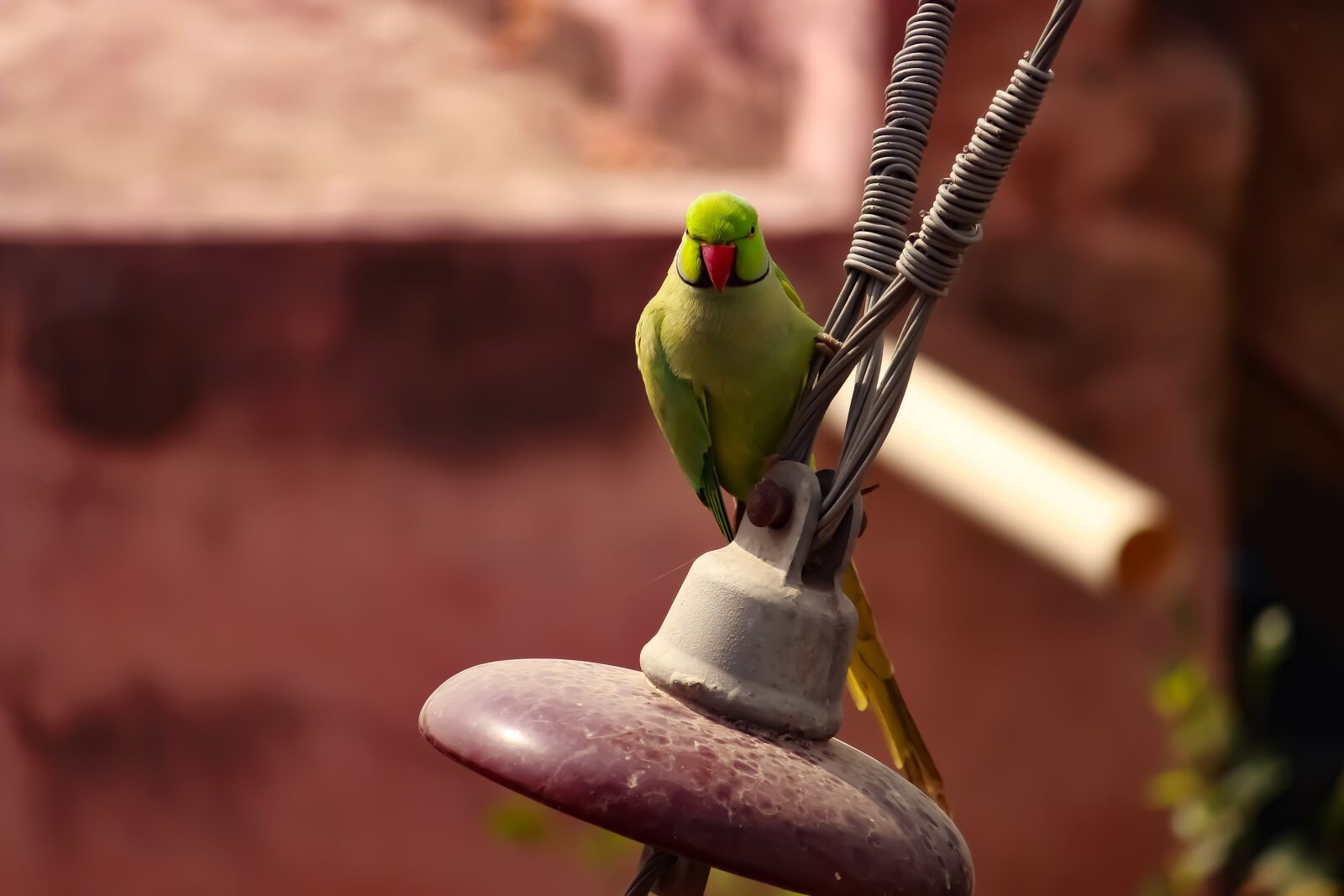 Canon EOS 700D (EOS Rebel T5i / EOS Kiss X7i) sample photo. Parrot, outdoor, angry bird photography