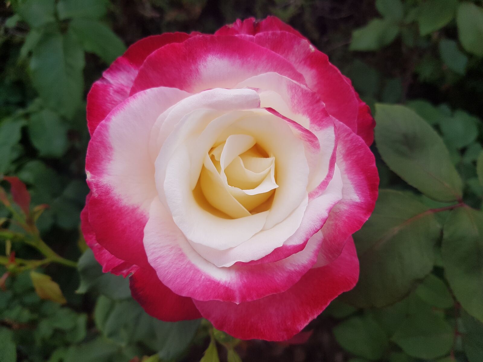 Samsung Galaxy S7 Edge sample photo. Rose, red, white photography