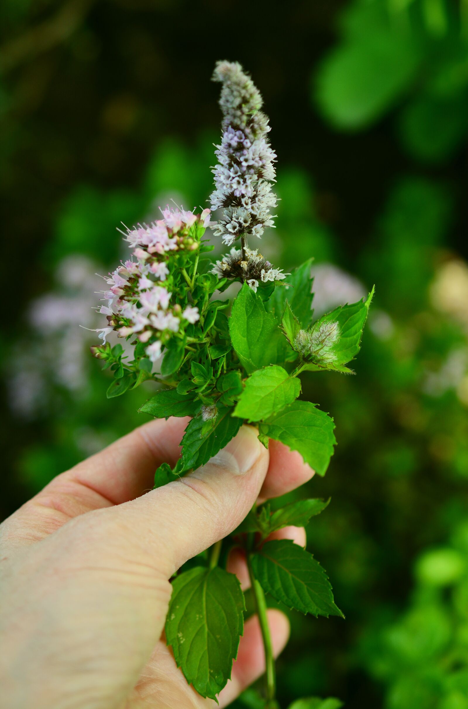 Nikon D5200 sample photo. Culinary herbs, herbs flowers photography