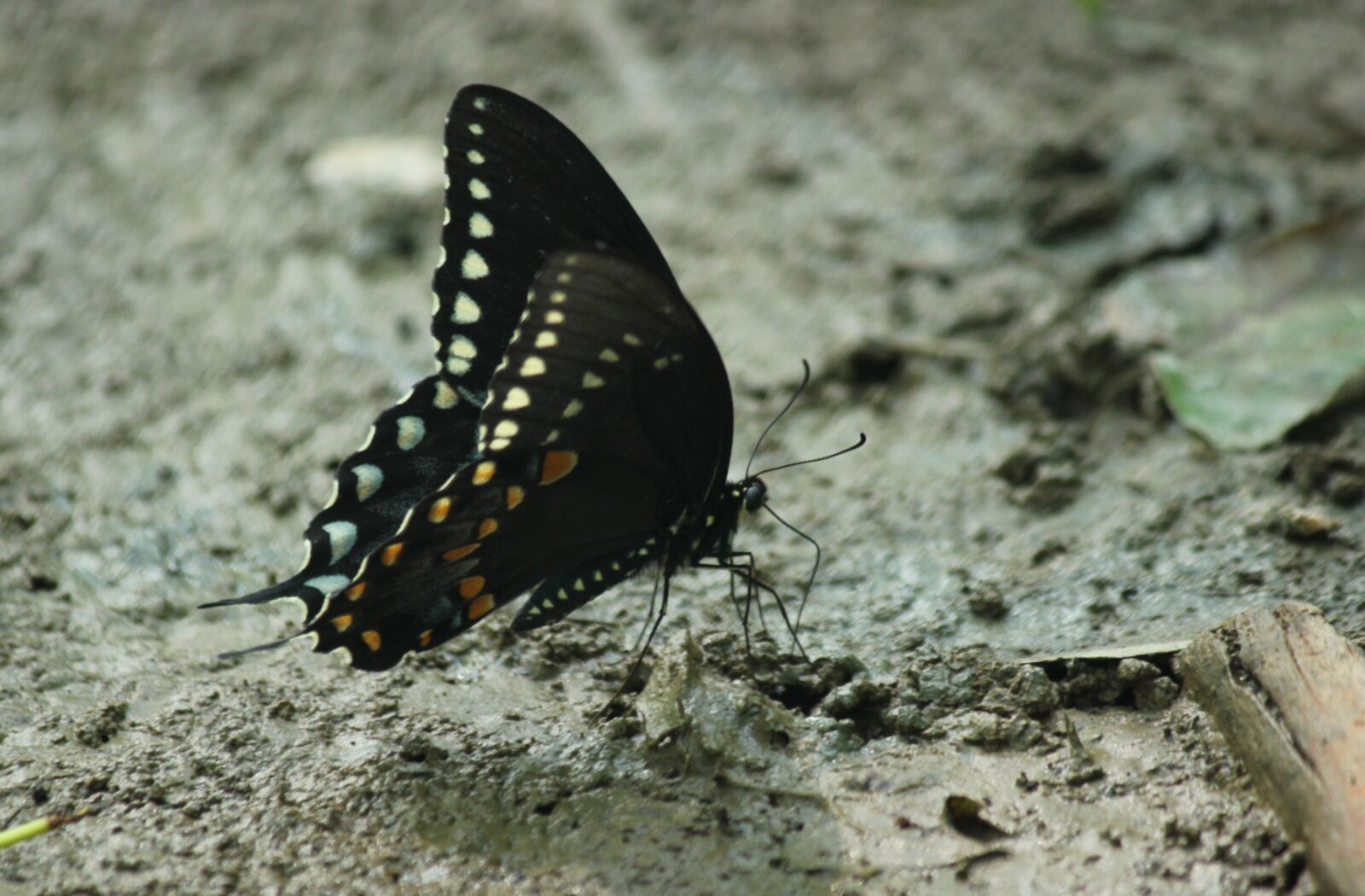 Canon EOS 550D (EOS Rebel T2i / EOS Kiss X4) sample photo. Butterfly, bug, insect photography