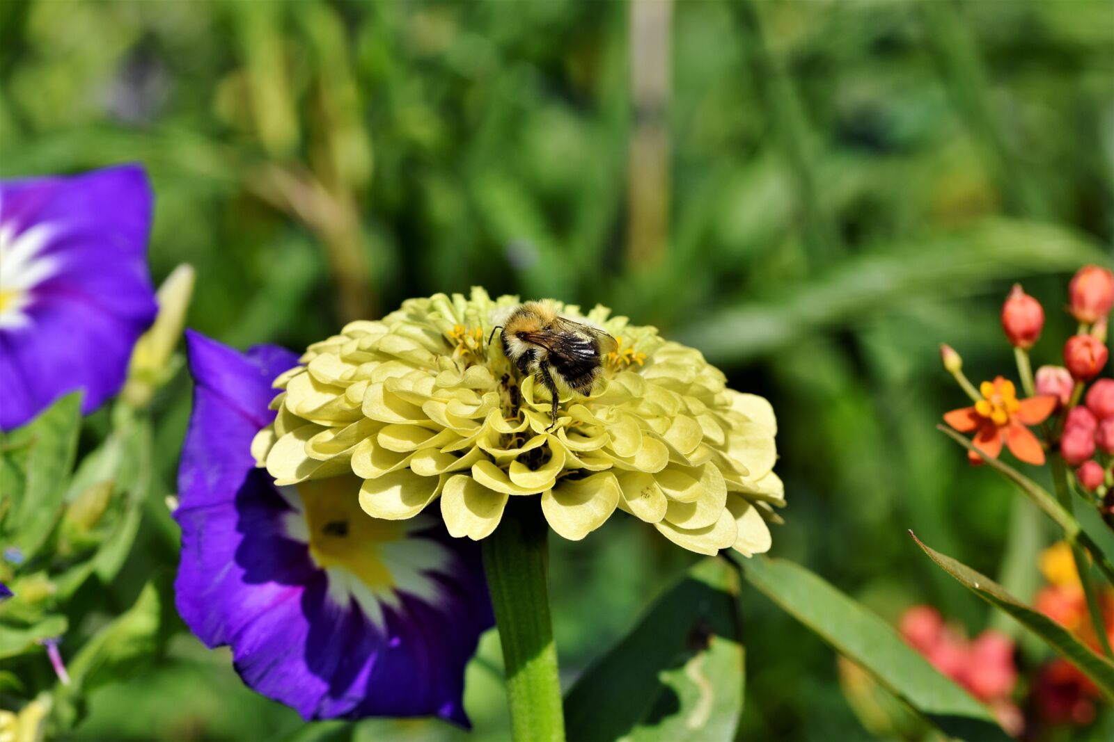 Nikon D7200 sample photo. Bee, honey bee, insect photography