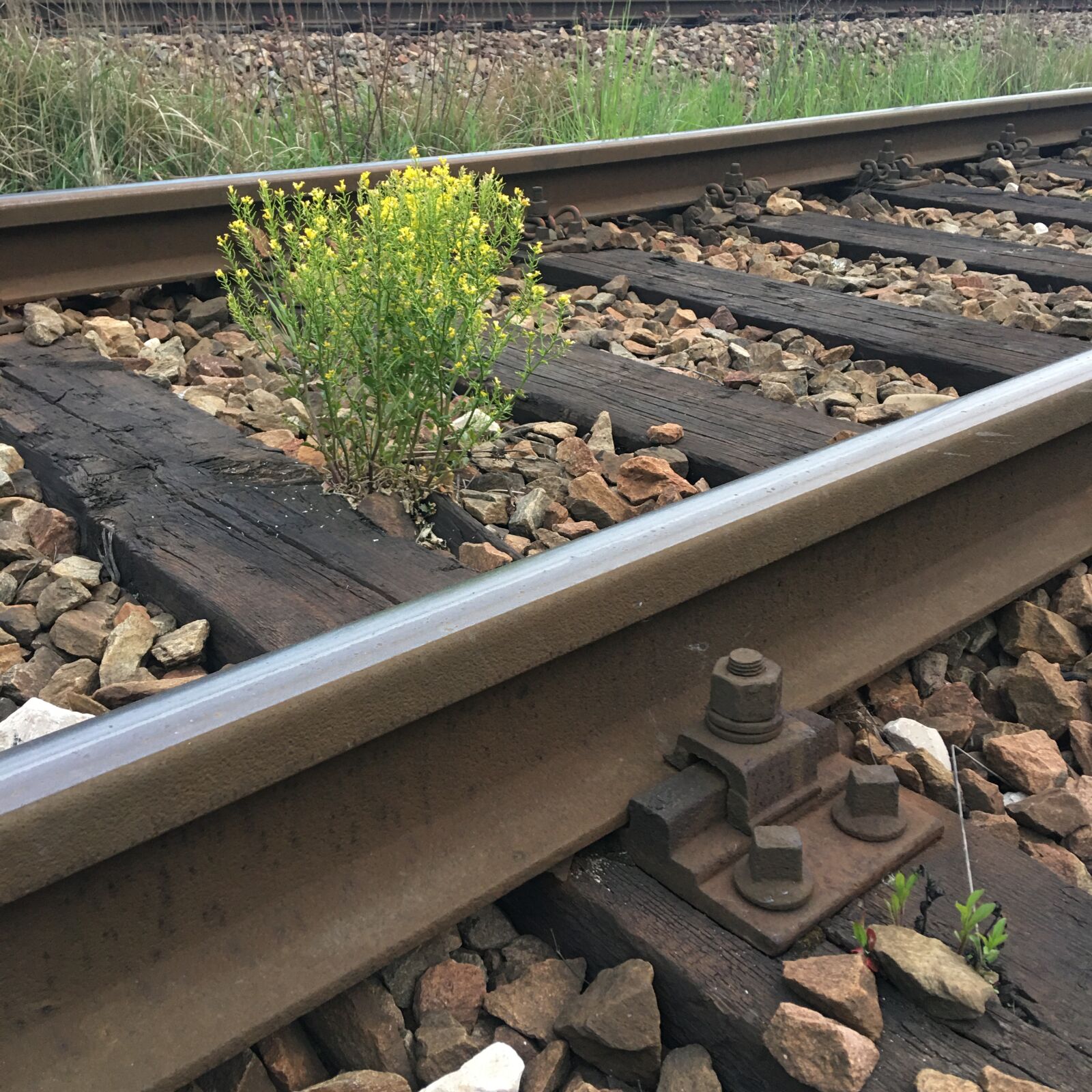 Apple iPhone 6s Plus sample photo. Tracks, plants, railway photography