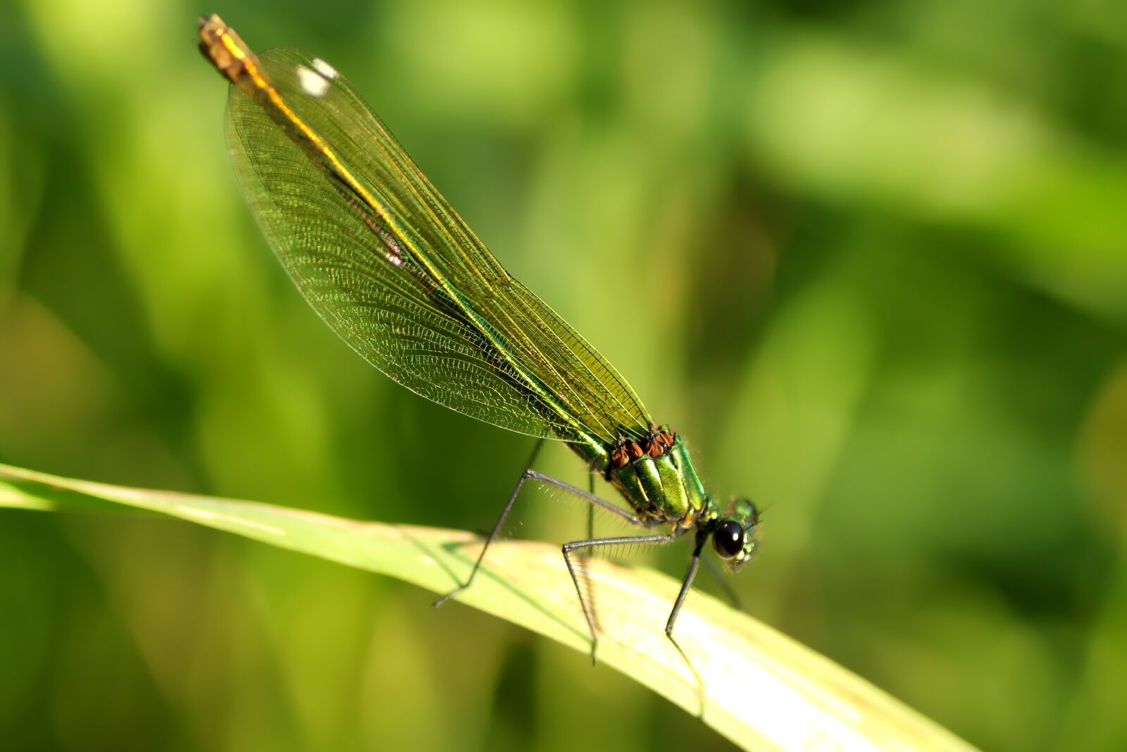 Tamron SP 90mm F2.8 Di VC USD 1:1 Macro sample photo. Banded splendor libellle, dragonfly photography