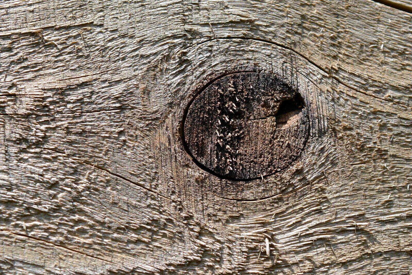 Nikon AF-S DX Micro Nikkor 40mm F2.8 sample photo. Wood know, wall, tree photography